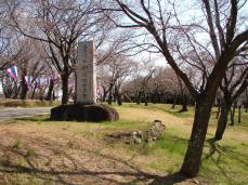国指定 天然記念物「桜川のサクラ」