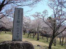 国指定 天然記念物 「桜川のサクラ」